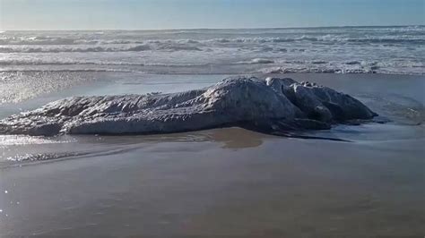 Monstro Marinho é Encontrado Em Praia Nos Estados Unidos 180graus O Maior Portal Do Piauí