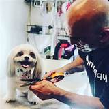 Images of Mobile Dog Nail Clipping Service