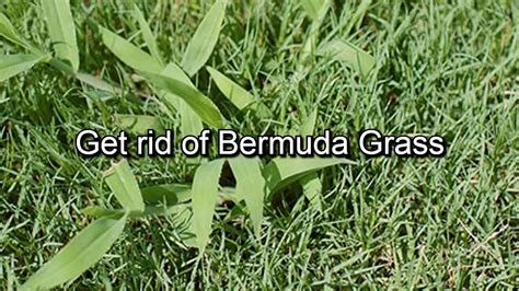 How To Get Rid Of Bermuda Grass Easy Steps To Kill Bermuda