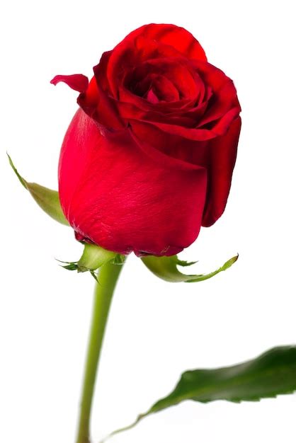 Premium Photo Red Rose Close Up Isolated White Background