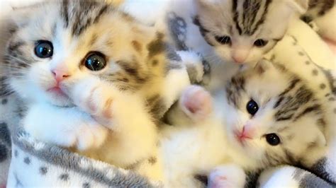 Purrfectly Beautiful Kittens Fresh Positivity