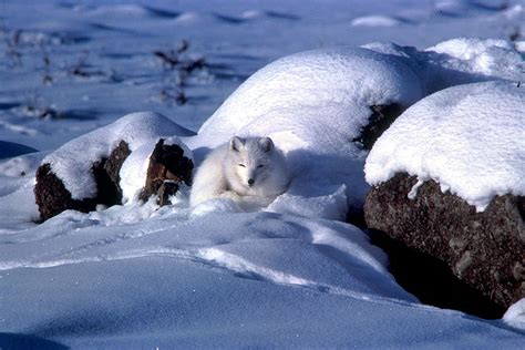 Picture 2 Of 8 Arctic Fox Alopex Lagopus Pictures