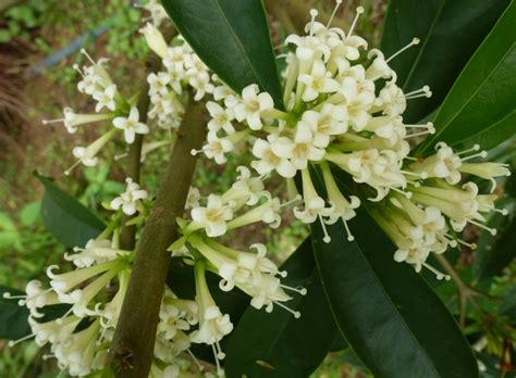Buah mahkota dewa (phaleria papuana fructus) daun benalu teh sejenis pokok tumpang ini diambil dari pohon teh yang sudah tua,di hutan teh. Greenfingers: Update Pokok Mahkota Dewa