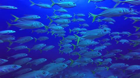 School Of Fish Swimming By Me Today In Utila Honduras 041915 Youtube