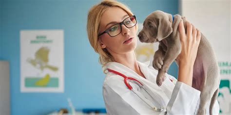 Enlarged Liver In Dogs Symptoms Cause And Treatments City Pet Hospital