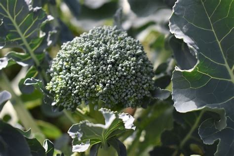 Broccoli Companion Plants Helpful Neighbors And Those To Avoid Dre