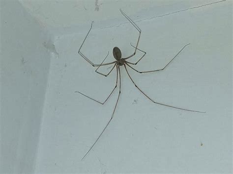 Wild Side The Long Bodied Cellar Spider The Marthas Vineyard Times