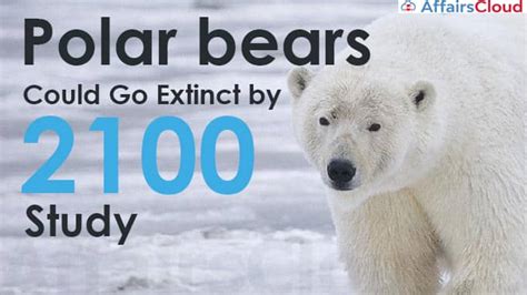 Polar Bears In Arctic Could Become Extinct By 2100 The Study Published