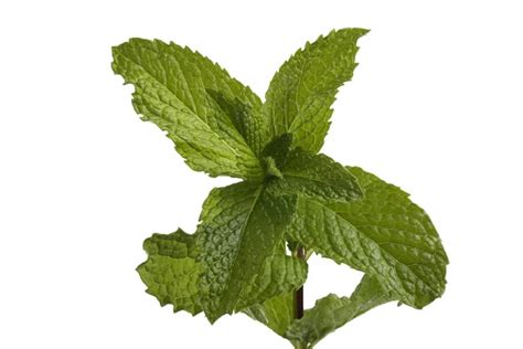 Leaves Of Mint Stock Photo By ©valentynvolkov 10634699