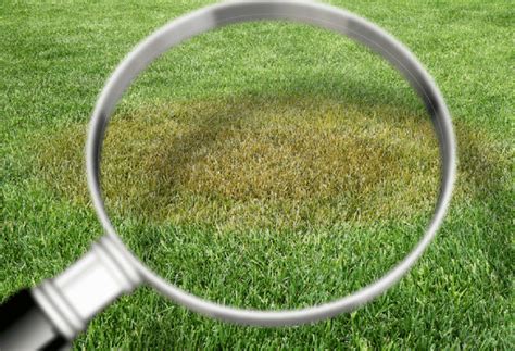Top 5 Lawn Diseases That May Be Attacking Your Grass Experigreen