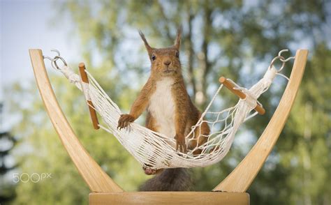 red squirrel on a hammock | Red squirrel, Squirrel, Cute ...
