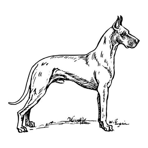 Aprende cómo dibujar un perro paso a paso y de la forma más fácil. Dibujos de razas de perros para pintar. PerrosAmigos.com