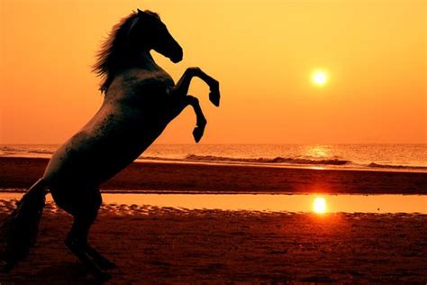 Rearing Horse At Sunset Picture Horses Horse Pictures Beautiful Horses