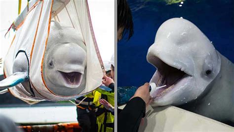 Beluga Whale Duo Puts A Large Smile On Their Face When Released Back