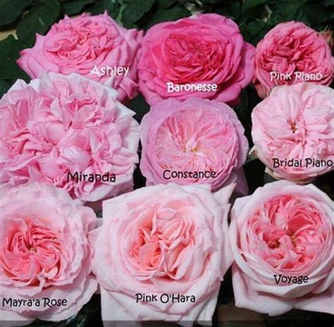 Different Shades Of Pink Garden Roses Provided By Keishas Kreations
