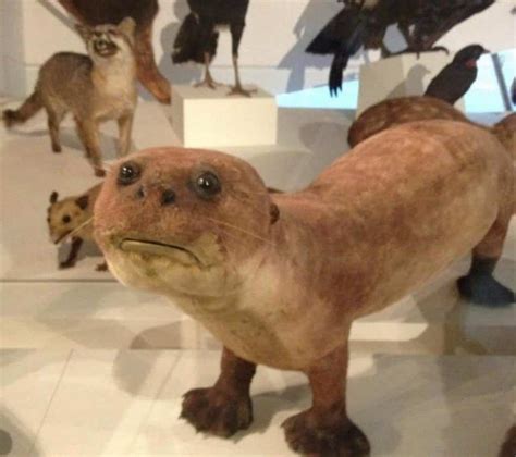 20 Of The Worst Taxidermy Animals Ever Created