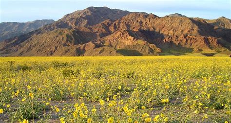 Desert Plants The Ultimate Survivors Science News Explores