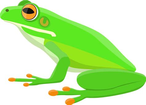 Download Frog Tree Frog Amphibian Royalty Free Vector Graphic Pixabay