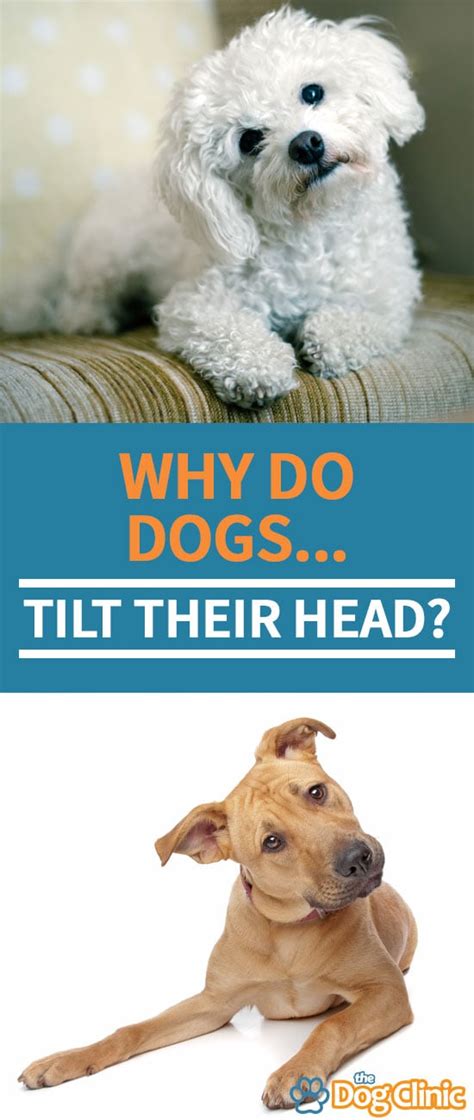 Why Do Dogs Tilt Their Heads