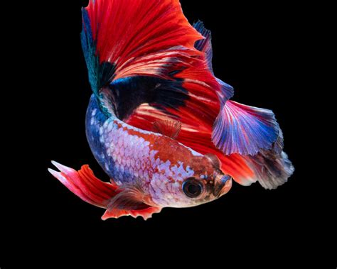 Download Wallpaper 1280x1024 Fish Aquarium Red Dark Background