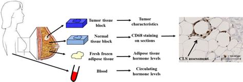 Relationship Between Crown Like Structures And Sex Steroid Hormones In