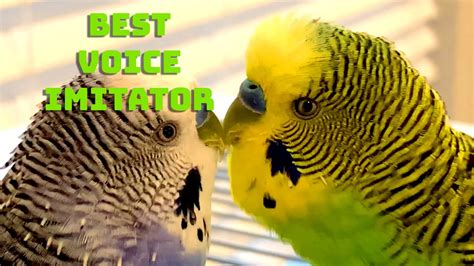 Budgie Parakeet Imitates Female Voice To Perfection Youtube