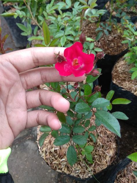 Gambar Bunga Mawar Rambat Gambar Bunga Mawar