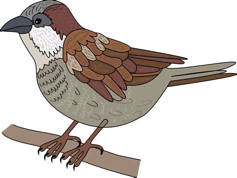 Sparrow Vector Clip Art Stock Vector Illustration Of Cartoon Clip Art Library