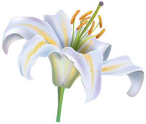 Easter White Lilies PNG Photo PNG Arts