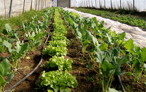 Lieferservice für spargel, tomaten, gurken und haltbares aus der hofküche. Regionales Gemüse - Papes Gemüsegarten