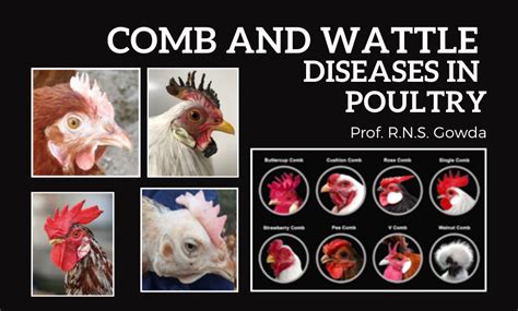 Comb And Wattle Diseases In Poultry Sr Publications