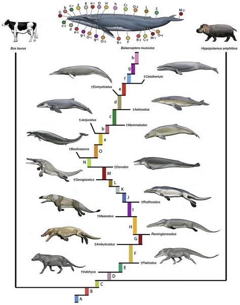 Whale Evolution Creationwiki The Encyclopedia Of Creation Science