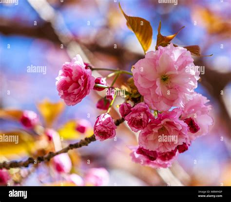 Close Up Bokeh Of New Cherry Blossoms In Sunlight Stock Photo Alamy