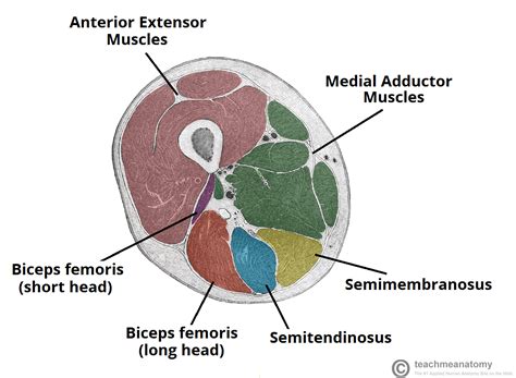 Muscles Of The Posterior Thigh Entrenamiento Piernas Anatomia