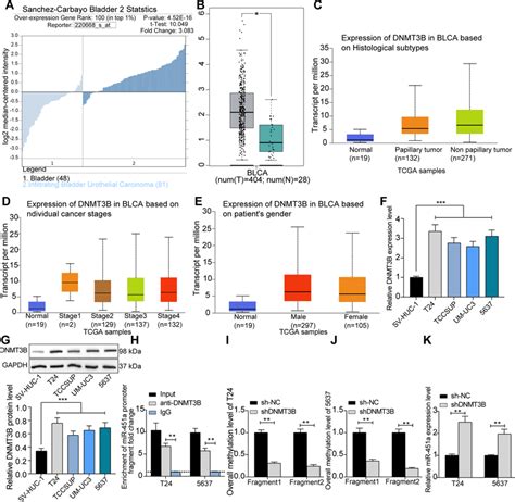 dnmt3b promotes mir 451a promoter methylation a dnmt3b expression in download scientific