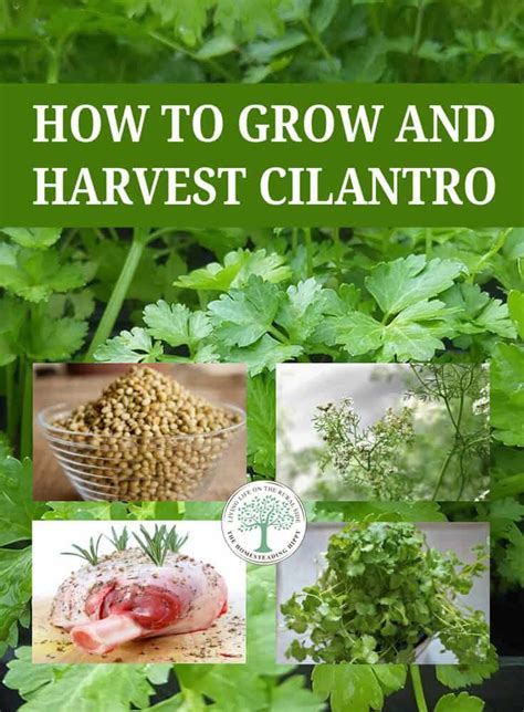 How To Grow And Harvest Cilantro The Homesteading Hippy