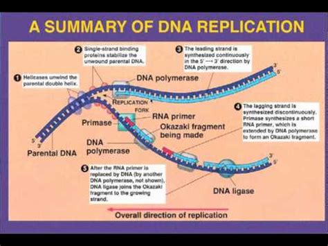 Dna Replication Leading Vs Lagging Strand Youtube