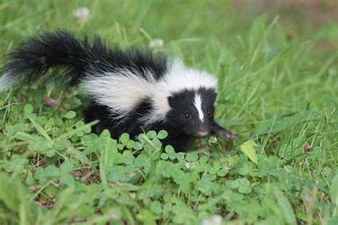Skunk Removal Trapping And Control Get Rid Of Skunks