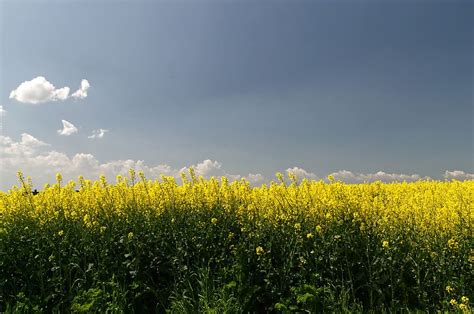 Hd Wallpaper Oilseed Rape Field Spring Landscape Nature Yellow