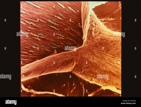 Micrograph Blood Capillary Hi Res Stock Photography And Images Alamy