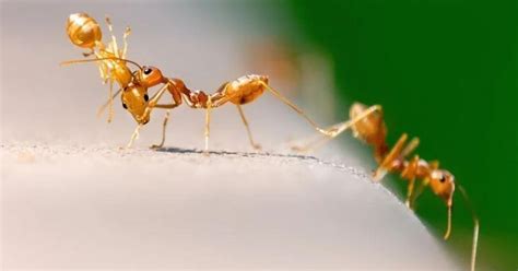 Para tu buena fortuna, a lo largo de este artículo te enseñaremos cuales son los métodos más eficientes para eliminar hormigas en casa. ¿Cómo eliminar las hormigas en casa de forma natural? | EL ...
