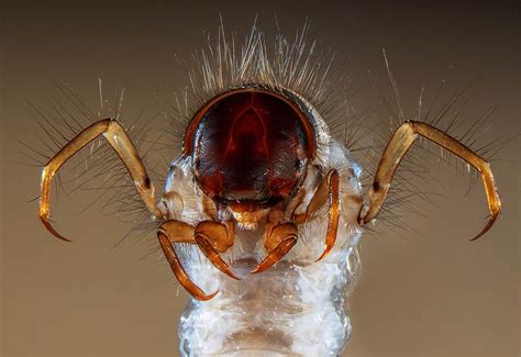 This Image Of A Caddisfly Larva By Fabrice Parais Of Normandie France