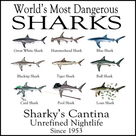 Top 10 Most Deadly Sharks To Humans