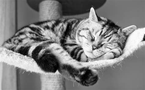 Sleeping Cat Wallpaper 6891647