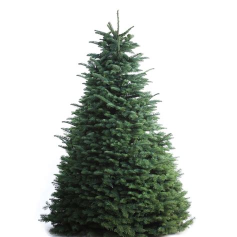 7 Ft To 8 Ft Fresh Cut Noble Fir Christmas Tree At