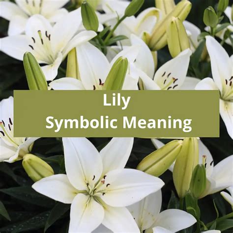 Lily Flower Symbolic Meaning Symbolic Meaning Of A Flower