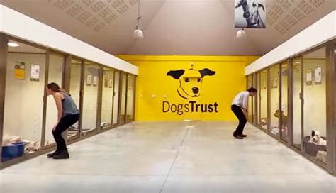 Dogs Trust Uses Virtual Reality In Face To Face Fundraising Uk