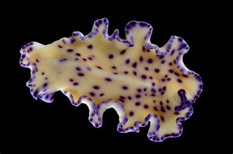 The Echinoblog Flatworm Color Explosion Off Topic A Panoply Of