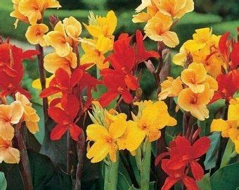 Pictures and descriptions of canna varieties obtainable from seed. Canna bulbs | Etsy | Lily seeds, Flower seeds, Lily flower ...