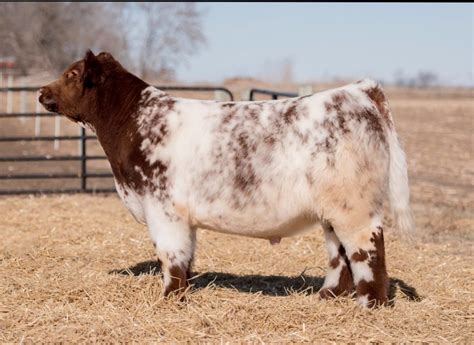 Selling In Cowan Cattle Companys Bull And Steer Sale On Show Circuit